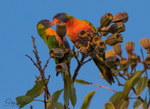 Lorikeet Love 2