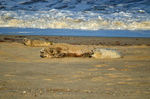 Atlantic Grey Seal