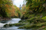River North Esk at Grannochy, Autumn Colour 9