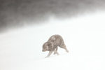 Arctic Fox in blizzard conditions, Hornstrandir, Iceland