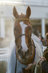 281224-Race 3-Pescatorius-1539