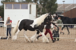 SBM_08415