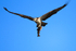 Osprey in flight with a fish at Rothiemurchus