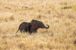 Young Elephant calf