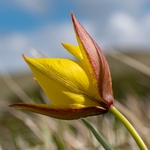 Yellow tulip (Tulipa australis) aslo Tulipa sylvestris ssp australis 