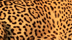 Jaguar (female) rosette pattern on body, close view, Brazil