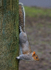 Grey Squirrel (2)