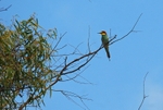 European Bee-eater