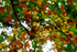 Autumn Leaves