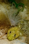 Taurulus bubalis
