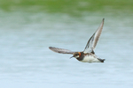 Red-necked Phalarope (male) flying, Iceland