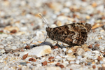Grayling, Arne RSPB reserve, Dorset