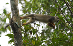 Squirrel Monkey