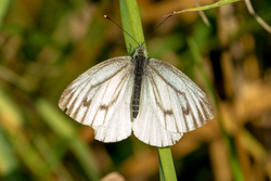 Green Veined White - Shapwick Heath