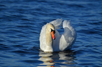Mute Swan