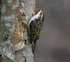 Treecreeper