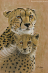 cheetah with cub
