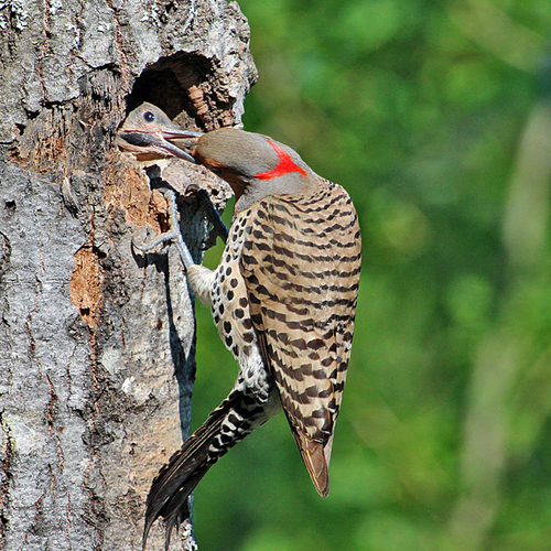 A Yellow-shafted flicker chick receives a freshly injected meal of regurgitated ants.