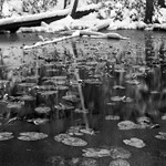 1100 - Isa Lake Lilies