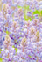Native Lupines