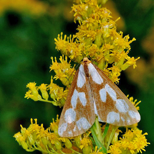 Haploa confusa is a species of Arctiidae that occurs within North America. The caterpillar stage of this moth feeds o…