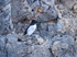 Razorbill