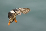 Atlantic Puffin