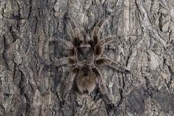 Chilean Rose Tarantula