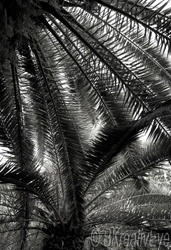 Trees 048