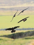 Four Choughs about to land near Ardnave on Islay