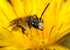 Andrena chrysosceles (m)