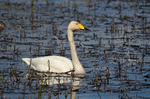 Whooper Swan