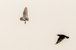 barn owl tyto alba-33723
