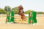 SBM_001265