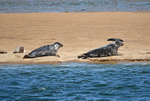 Common Seals