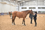 Class 6 - BSHA In Hand Racehorse to Show Horse portfolio