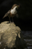 Dippers, North Wales