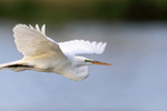 Close fly-past of Great Egret, Venice Rookery, Florida