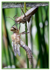 dragonfly Exuvia 4