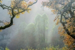 Trees in the mist