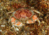 Atelecyclus rotundatus female