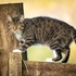 B-06-Scottish Not-So-Wild Cat