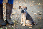 Dog Portrait Photography portfolio