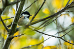 Coal Tit amongst the foliage