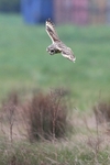 Short Eared Owl,Ashbourne