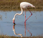 Flamingo.