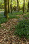 Learmount Forest (07045166)