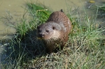 Otter