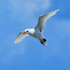 Red-tailed Tropicbird (adult) hovering, Kilauea Point, Kauai