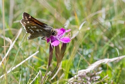 Silver Spotted Skipper_1